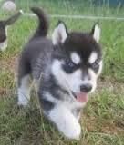 Siberian Husky Puppy With Blue Eyes(xxx)xxx-xxxx