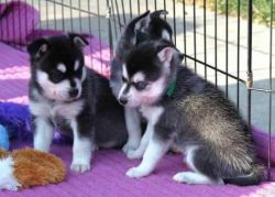 Siberian Husky Puppies (xxx)xxx-xxxx