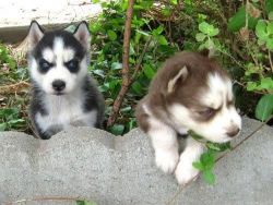 Adorable Husky Puppies (xxx)xxx-xxxx