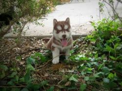 Gorgeous Siberian Husky Puppies(xxx)xxx-xxxx