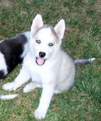 Siberian husky puppy for rehoming