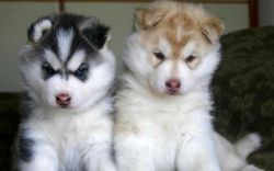 sakhalin husky pupps for adoption