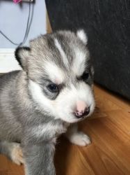 Siberian Husky pups for adorable homes