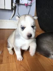 siberian husky puppy ready now to meat a new home