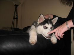 Cute And Adorable Siberian Husky Puppies