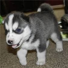Absolutely Beautiful Siberian Husky puppies ready to go.