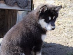 Siberian Husky Puppies(804) xxx-xxxx)