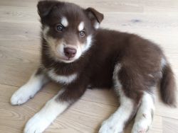 Brown and white blue eyed Siberian husky puppy reluctant sale through