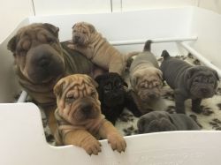 Shar Pei Puppies for Adoption