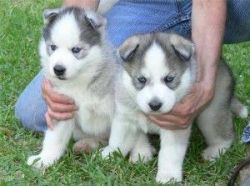 ADORABLE AND LOVELY BLUE EYES SIBERIAN HUSKY PUPPIES FOR ADOPTION INTO