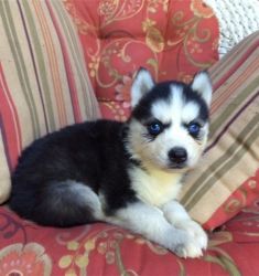 Blue Eyes Siberian Husky Puppies for Sale