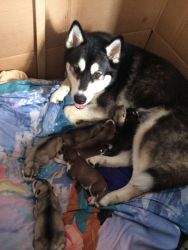 7 Siberian Husky Puppies For Sale t