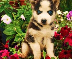 Glamorous Beautiful Blue Eyes Siberian Husky Puppy