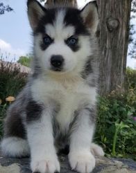 Active Siberian Husky Puppies Available For New Homes