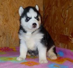 Lovely Siberian Husky Looking For New Homes Now