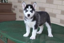 I have 4 adorable Husky puppies For SalE