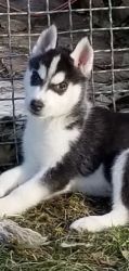 AKc Registered Siberian Husky Pups