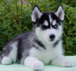 Sweet Siberian Husky Puppies Available. #(xxx) xxx-xxx7