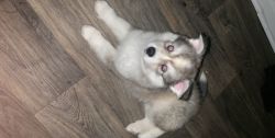Huskimo puppy for sale! Siberian and American husky mix.