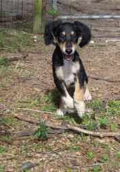 ****Saluki Puppies For Pet Lovers****