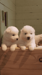 giving Samoyed Puppies
