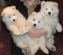 Charming male and female Samoyed pups for adoption