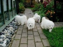 Purebred male and female Samoyed puppies for adoption.
