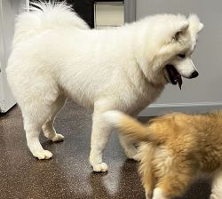 7 Month AKC Samoyed for sale