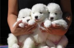 Samoyed puppies Champion bloodlines