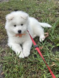 Samoyed Puppy for sale