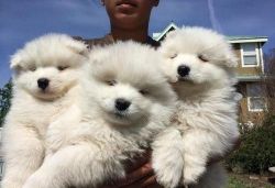 Good Looking Samoyed Puppies For New Home