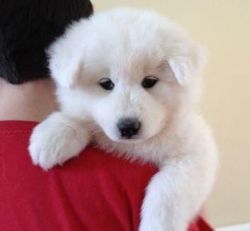 Cute And Lovely Samoyed Puppies