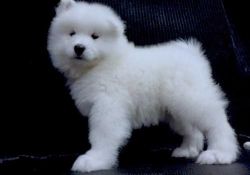 Stay At Home With Kids Samoyed Puppies
