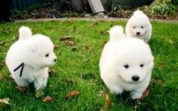 Gorgeous Samoyed Puppies for Sale