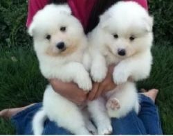Males and females Samoyed pups Available
