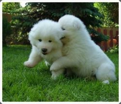 Samoyed Urgently Required Male And Female