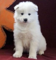 Home raised Samoyed puppies for rehoming
