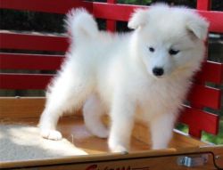 Lovely Samoyed Male And Female Puppies Now Ready