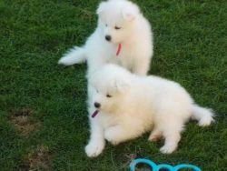 Outstanding Personality Samoyed pups