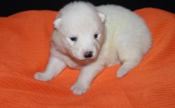 Registered samoyed Puppies For Re-Homing