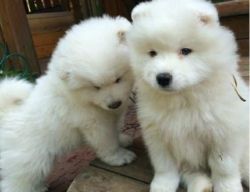Buddy is a beautiful Samoyed puppies