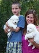 Cute and Health Samoyed puppies