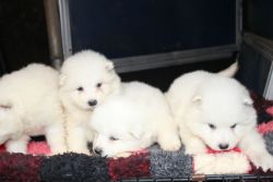 Pure White Samoyed Puppies