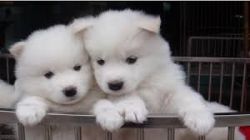 Kc Registered Samoyed Puppies
