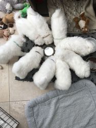 Samoyed Puppy (bitch)