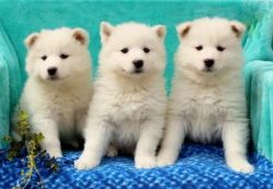 Home raised Samoyed Puppies