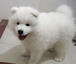 Loving Samoyed puppies ready to go now