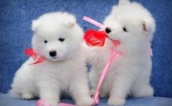 Outstanding Samoyed puppies