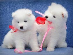 Akc Reg. Samoyed Puppies