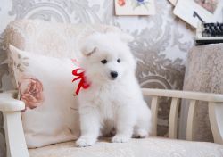 New!!! Elite Samoyed puppies for sale